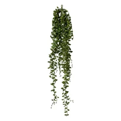Deko-Pflanze SENECIO