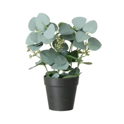 Eukalyptus im Topf FLOWERS