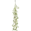 Euphorbiaclip EUPHORBIA