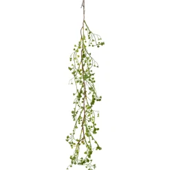 Euphorbiaclip EUPHORBIA