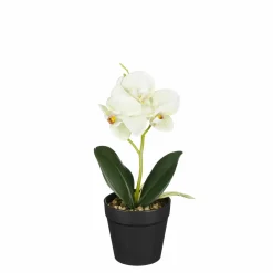 Phalaenopsis im Topf grün 25cm ORCHIDEE