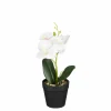 Phalaenopsis im Topf weiss 25cm ORCHIDEE