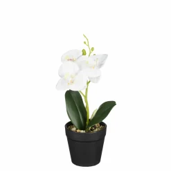 Phalaenopsis im Topf weiss 25cm ORCHIDEE
